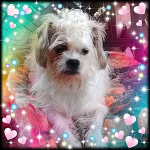 Meet your Posher, Rose